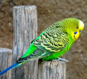 budgerigar