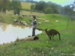 kangaroo gif